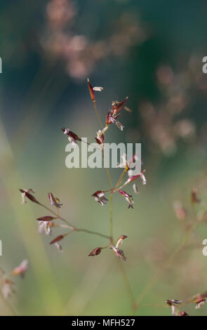 COMMON BENT Agrostis capillaris in seed Stock Photo