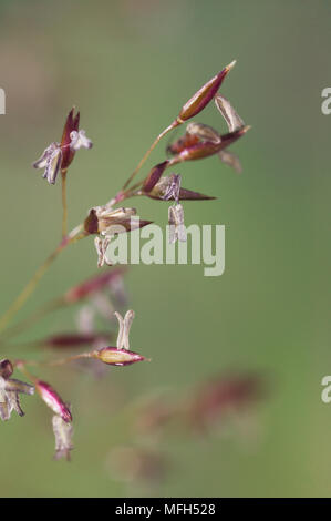 COMMON BENT Agrostis capillaris in seed Stock Photo