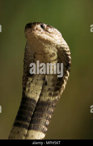 Monocled Cobra or Spectacled Cobra (Naja kaouthia), albino Stock Photo ...