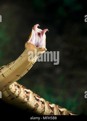 PUFF ADDER striking Bitis arietans Stock Photo