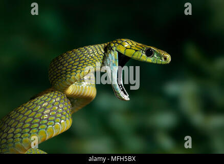 GREEN CAT SNAKE threat display Boiga cyanea Stock Photo