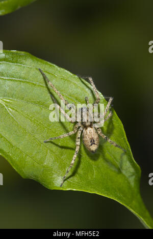 BUZZING SPIDER Anyphaena accentuata England Male produces an audible buzz by vibrating its abdomen against leaf to attract mate Stock Photo