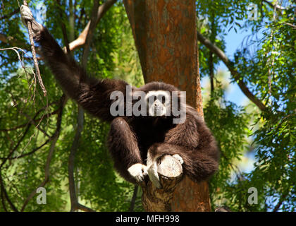 White handed Gibbon sitting in a tree. It is an endangered primate in the gibbon family, Hylobatidae. It is one of the better known gibbons and is oft Stock Photo