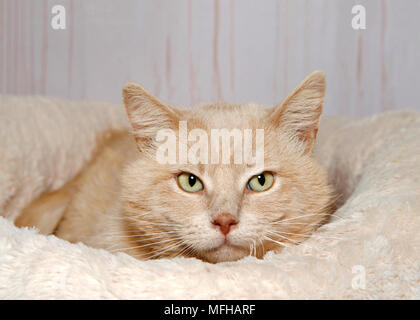 Portrait of a diluted orange tabby cat with yellow green eyes crouched in a fluffy soft bed looking at viewer. Light wood wall background. Stock Photo