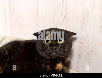 portrait of a perturbed Tortoiseshell tortie tabby cat looking at viewer with ears flat down eyes wide and dilated. Angry scared cat. Stock Photo