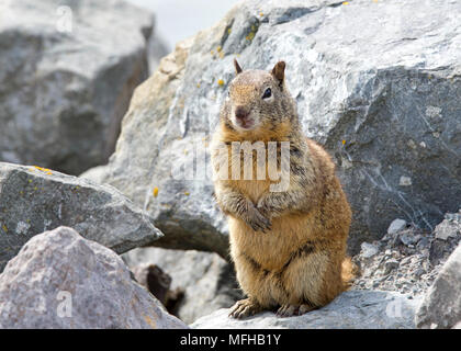 One brown ground squirrel crouched in coastal rocks. California ground squirrels are often regarded as a pest in gardens and parks, since they will ea Stock Photo