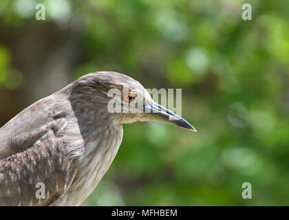 Portrait of a juvenile black crowned night heron. The young birds have orange eyes and duller yellowish-green legs. Stock Photo