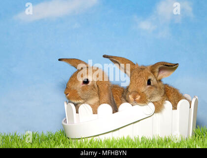 Two adorable brown baby bunnies sitting in a white basket in green grass with blue background sky with clouds. Copy space. Stock Photo