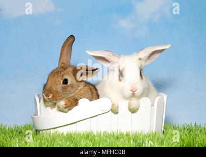 Two adorable baby bunnies, one brown one spotted white sitting in a white basket in green grass with blue background sky with clouds. Copy space. Stock Photo