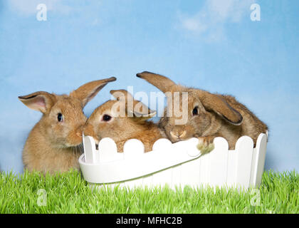 Three adorable brown baby bunnies, two in basket and one sitting next to it in green grass with blue background sky with clouds. Copy space. Stock Photo