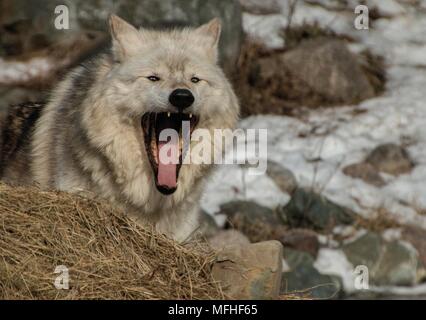 The International Wolf Center in Ely, Minnesota houses several Great Wolves Stock Photo