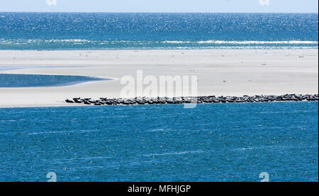 Grey Seals, sunbathing on a sandbar in Chatham, Massachusetts on a warm spring day.  Cape Cod, USA Stock Photo