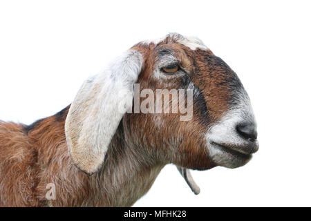 A goat closeup with white background.  The goat is highly detailed with an open eye, closed mouth and long ears. Stock Photo