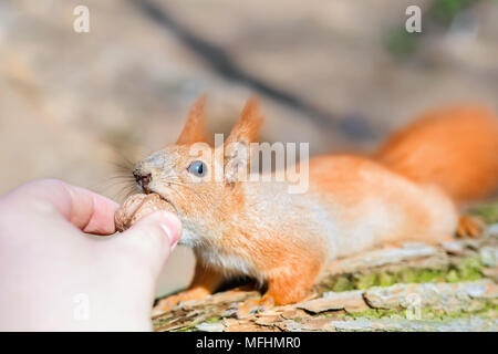 Small cute squirell taking  nut from person hand. Friendship oh human and wild animal. Wildlife and mankind harmony and trust concept  Stock Photo