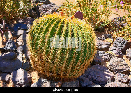 Mexican Fire Barrel cactus in the South Sonora desert in Arizona Stock Photo