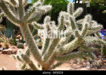 Jumping Cholla or Chain-fruit cactus in the Sonora Desert in Arizona Stock Photo