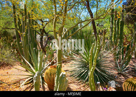 Totem Pole Cactus native to Arizona and Mexico Stock Photo