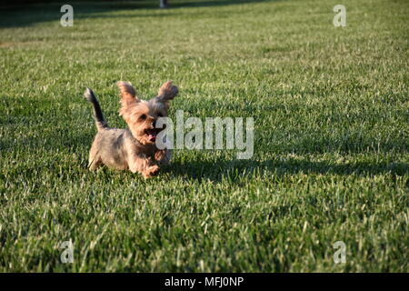 Happy Yorkshire Terrier Dog Running on Green Grass Stock Photo