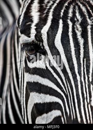 Zebra's Face & Eye Close-Up when at the Houston Zoo Stock Photo