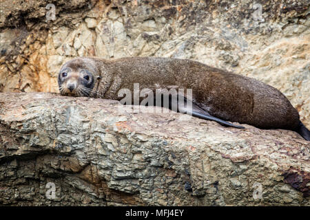 A fur seal rests along the rugged shoreline of Marlborough Sound, South Island, New Zealand. Stock Photo