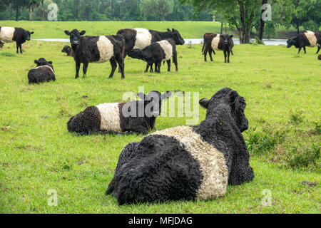 Belted Galloway cattle herd in lush green pasture.  'Belties are a Celtic breed of shaggy coated cattle. The white belt is a dominant genetic trait Stock Photo