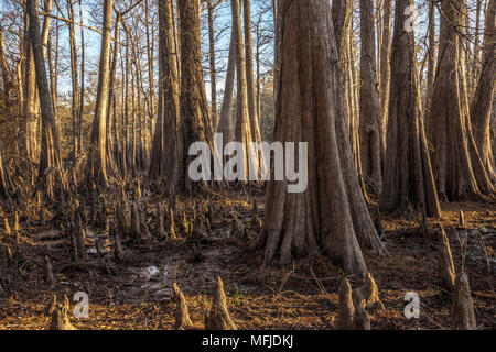 Cypress trees and slough at Indian Lake, Silver Springs Forest Florida Stock Photo