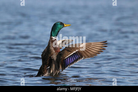 A drake mallard duck flapping his wings on a blue lake Stock Photo