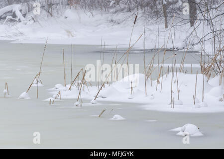 Snowing over a frozen lake covered with fresh snow, dried bulrush thickets in front Stock Photo