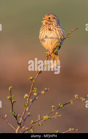 Corn bunting (Miliaria calandra) adult, calling, Kent, England, United Kingdom, Europe Stock Photo