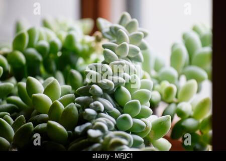 A macro image of a green succulent plant in natural light by a window Stock Photo