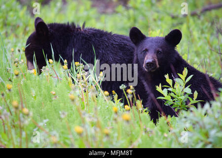 A pair of adorable black bear cub enjoys a breakfast of dandelions on a rainy cool morning in the Canadian Rocky Mountains near Banff, Alberta Stock Photo