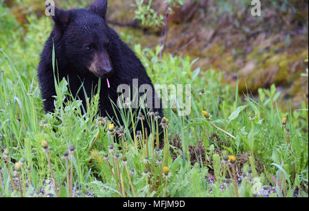 An adorable black bear cub enjoys a breakfast of dandelions on a rainy cool morning in the Canadian Rocky Mountains near Banff, Alberta Stock Photo