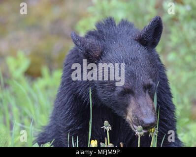 An adorable black bear cub enjoys a breakfast of dandelions on a rainy cool morning in the Canadian Rocky Mountains near Banff, Alberta Stock Photo