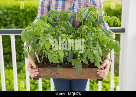 A woman holds a wooden crate full of seedling tomatoes waiting to be planted. Stock Photo