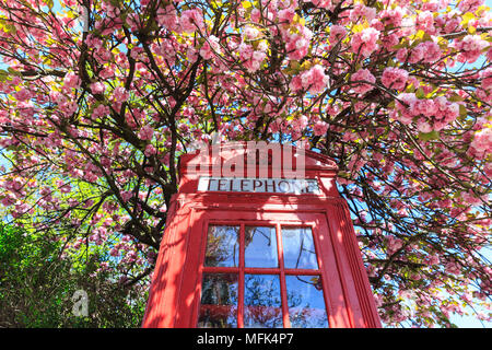 Lewisham, London, 26th April 2018. Spring is calling! An iconic red telephone box, now used as a free mini-library for the community, stands in front of a tree in beautiful pink cherry blossom on a day that sees clear blue skies interchanging with clouds and the occasional heavy rain shower. Credit: Imageplotter News and Sports/Alamy Live News Stock Photo