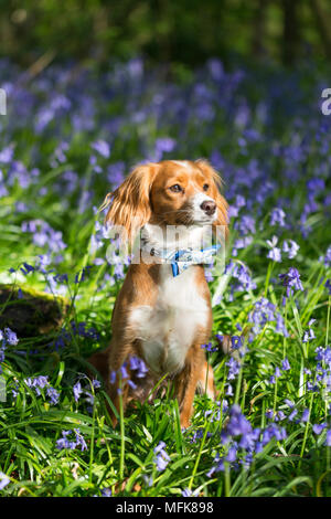 Kent, United Kingdom. 26th April, 2018. UK Weather: Cute one year old Cockapoo Pip poses in Kent bluebells in the afternoon sun at Trosley Country Park close to Gravesend in Kent. The weather is forecast to turn colder and wetter in the coming days. Credit: Rob Powell/Ģ����ý Live News Stock Photo