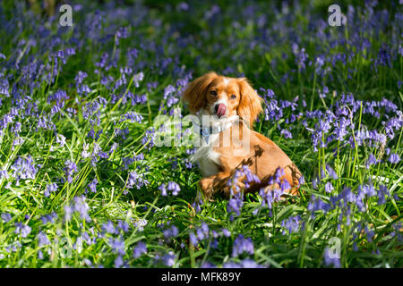 Kent, United Kingdom. 26th April, 2018. UK Weather: Cute one year old Cockapoo Pip poses in Kent bluebells in the afternoon sun at Trosley Country Park close to Gravesend in Kent. The weather is forecast to turn colder and wetter in the coming days. Credit: Rob Powell/Ģ����ý Live News Stock Photo