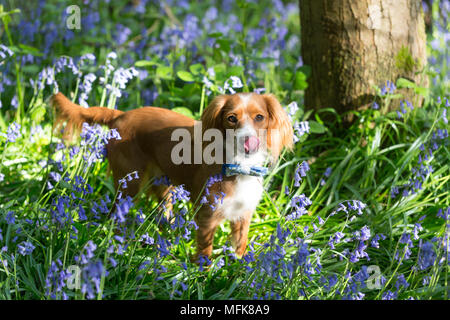 Kent, United Kingdom. 26th April, 2018. UK Weather: Cute one year old Cockapoo Pip poses in Kent bluebells in the afternoon sun at Trosley Country Park close to Gravesend in Kent. The weather is forecast to turn colder and wetter in the coming days. Credit: Rob Powell/Ģ����ý Live News Stock Photo