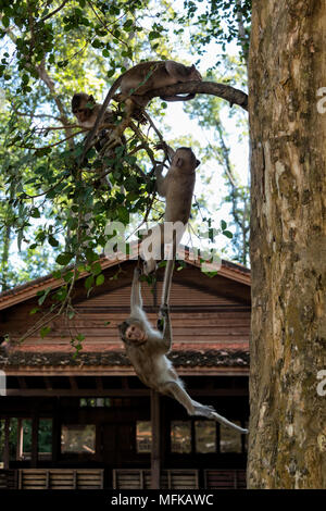 Macaques playing on a tree Stock Photo