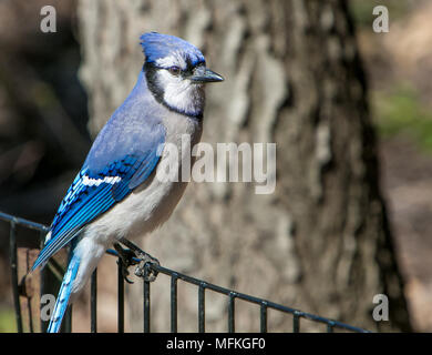 Blue jay pair hi-res stock photography and images - Alamy