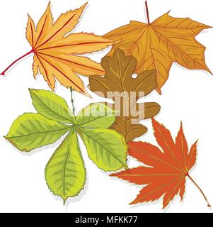 colorful autumn leaves isolated on white background. Collection. Stock Vector