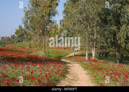 A path in a field of anemones , going on to a grove of eucalypti Stock Photo