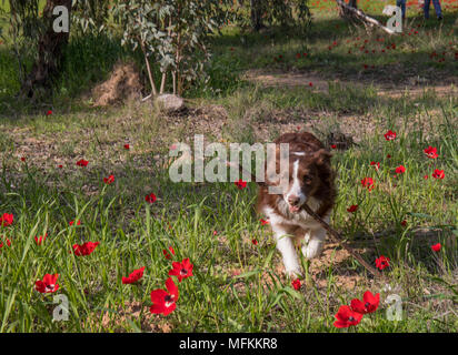 A border collie fetching a stick in a field of red flowers Stock Photo