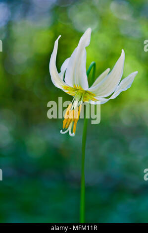 Closeup of single white fawn lily flower Stock Photo