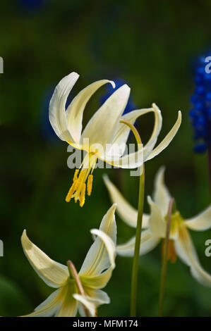 Closeup of single white fawn lily flower in sunlight Stock Photo