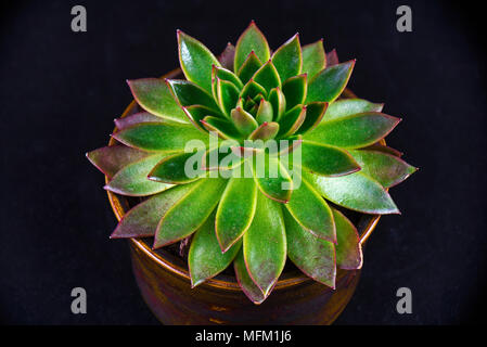 Detail of potted succulent plant isolated on black background Stock Photo