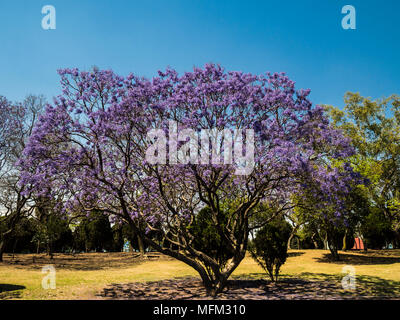 Jacaranda Tree in Bloom in Mexico City's Chapultepec Park Stock Photo