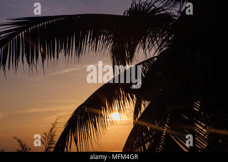 Silhouette of the palm tree brunches on the sunset Stock Photo