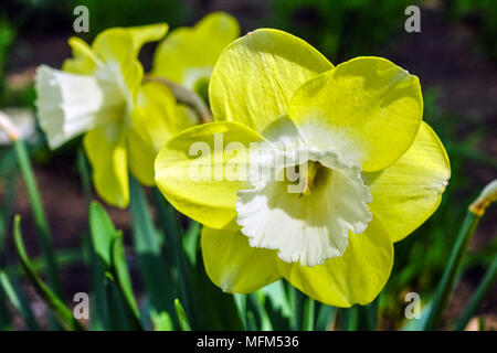 Narcissus 'Avalon' Daffodil Large bloom Stock Photo