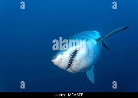 Grosser weisser Hai (Carcharodon carcharias), Guadelupe, Mexiko | Great white shark (Carcharodon carcharias), Guadelupe, Mexico Stock Photo